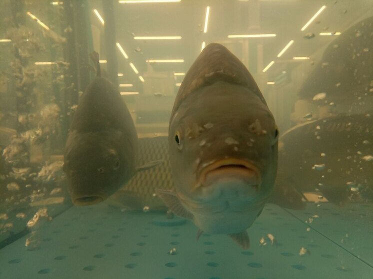 В Хакасии проведут трехдневный чемпионат по рыболовному спорту