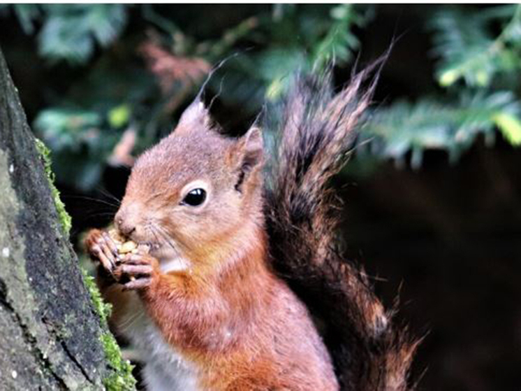 Калужский «Феникс» напомнил, чем занимается
