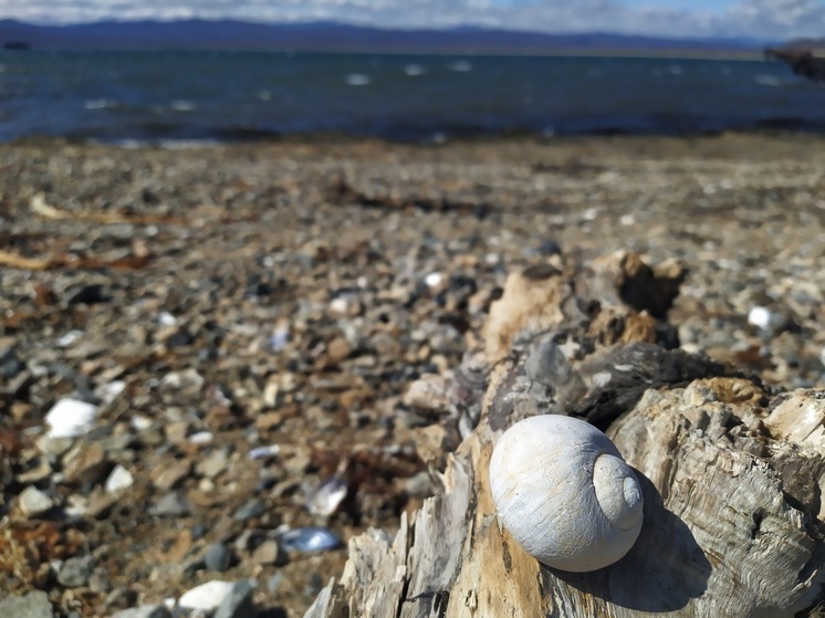 Власти Владивостока через суд вернули участок пляжа на мысе Кунгасном