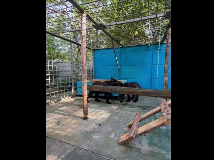 Две медведицы переехали в комсомольский центр “Питон”