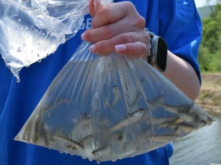 Ущерб природе от стройки моста в КНДР компенсируют выпуском мальков кеты