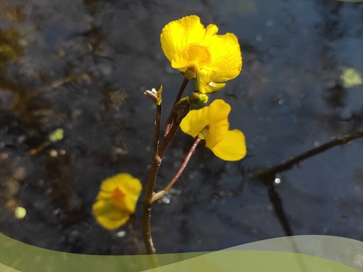 Калужанам рассказали о кладе на болотах