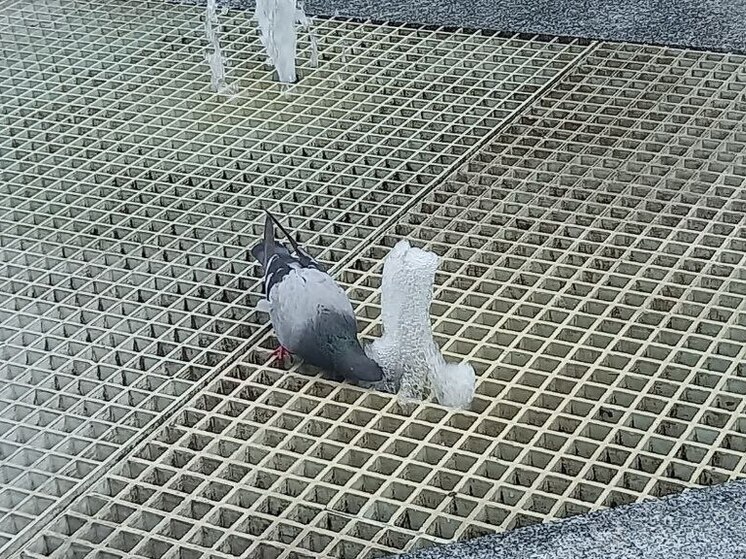 Арест выезда и штраф убедили жителей Минеральных Вод решить «голубиную» проблему