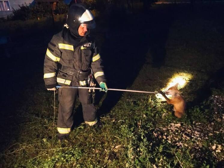Спасатели вытащили из погреба попавшего в ловушку лисенка