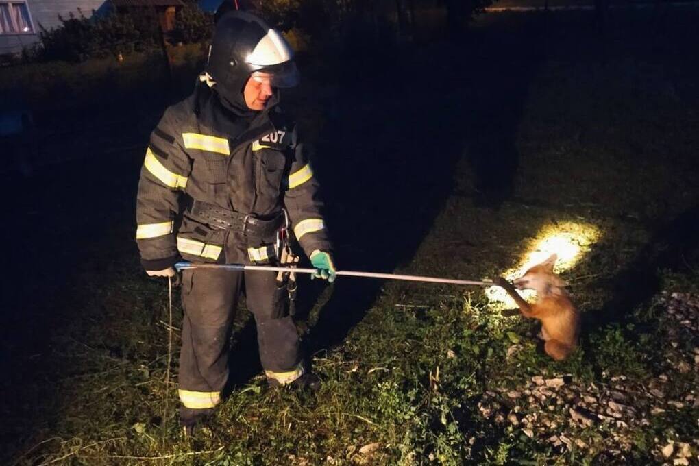 Спасатели вытащили из погреба попавшего в ловушку лисенка