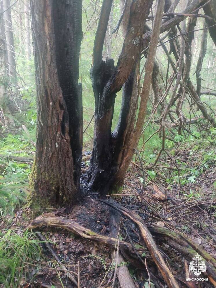 В Вохомском районе загорелись два сухих дерева, но лесного пожара не было