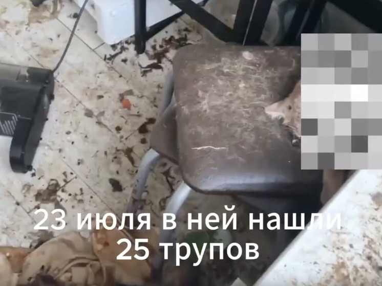 В тверской квартире нашли десятки мертвых котов: они умирали от голода в "концлагере" друг за другом