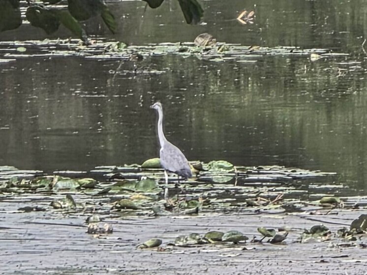 На Вырке в Калуге появились редкие гости