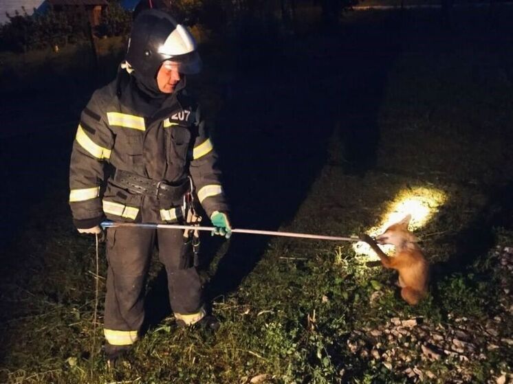 Подмосковные спасатели освободили лисенка из глубокого погреба