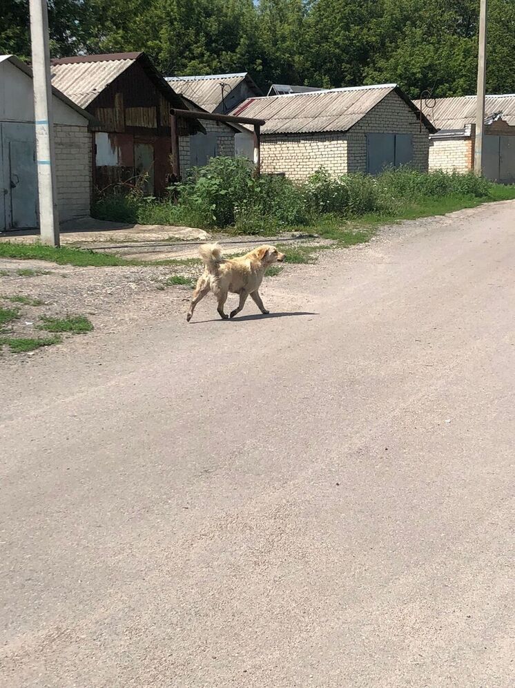В Липецке провели рейд по отлову агрессивных собак