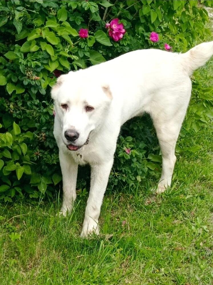 Под Калугой ищут белого алабая