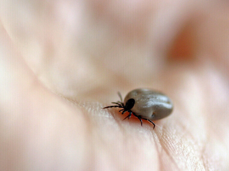 С начала сезона более шести тысяч жителей Приморья пострадали от укусов клещей – пятеро заболели клещевым энцефалитом