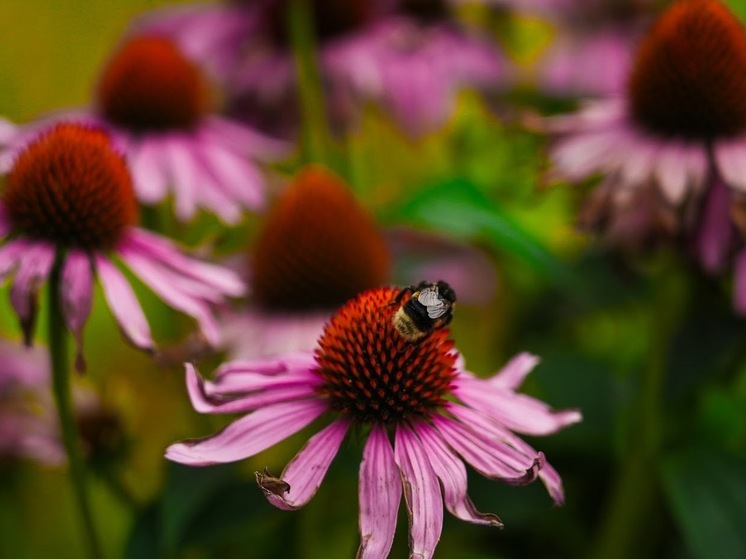 В Волгоградской области 25 июля прогнозируются дожди и до +33