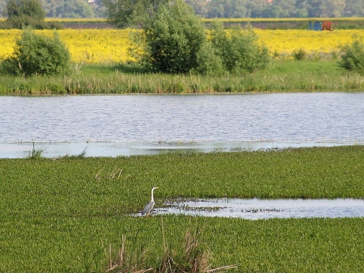 Калужан ждут жара и лёгкие дожди