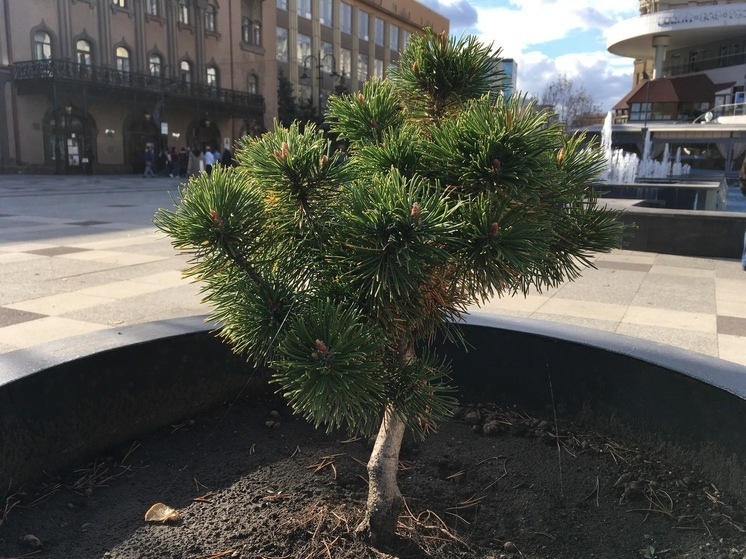 Сегодня в Саратовской области будет облачно, но без дождя
