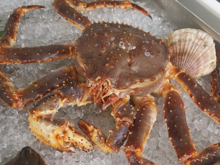 Во Владивостоке начали восстанавливать популяцию камчатского краба