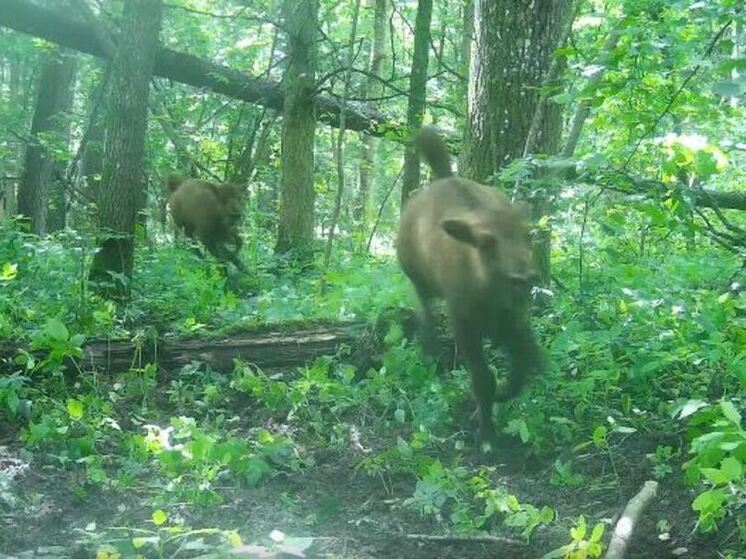 Играющие в догонялки зубрята умилили калужан