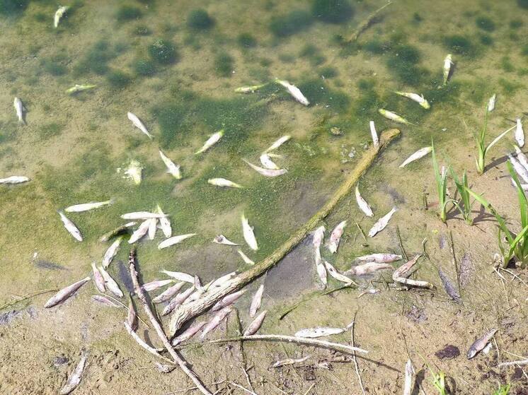 Вверх брюхом: массовой гибелью рыбы в Протве занялась прокуратура