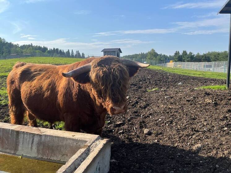 В Калининградскую область на пароме приехали шотландские коровы из Смоленска