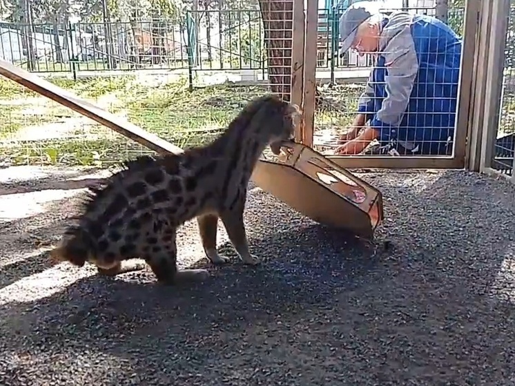 Активным генеттам пришлось с трудом добывать обед в зоопарке Хакасии