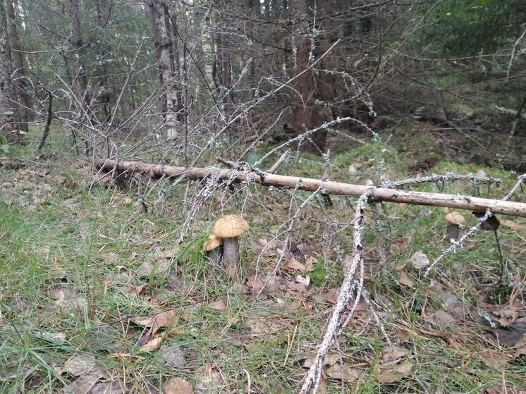 Спасатели помогли потерявшемуся в лесу новгородцу найти дорогу домой
