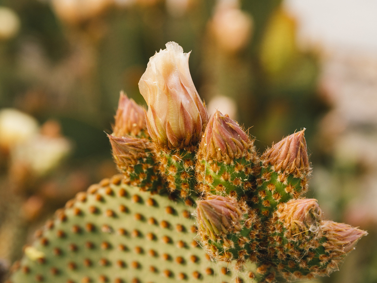 В центре Сочи одновременно зацвели две агавы