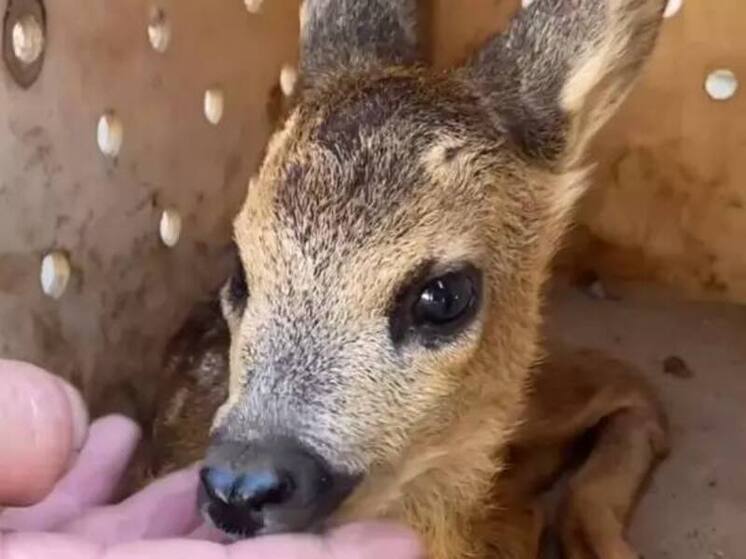 В парк «Лога», расположенный в Ростовской области, был передан косуленок из Луганска