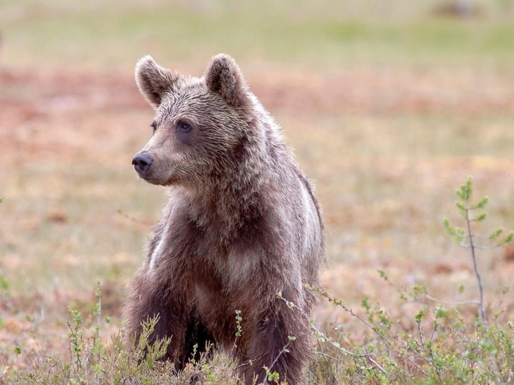 В Башкирии с начала года люди более 70 раз встретились с медведями