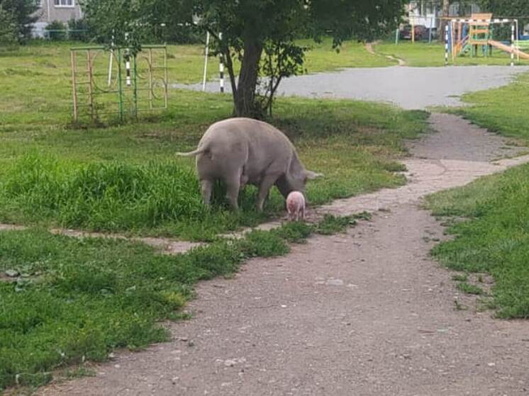 В Ревде свинья с поросенком пытаются спрятаться от любопытных