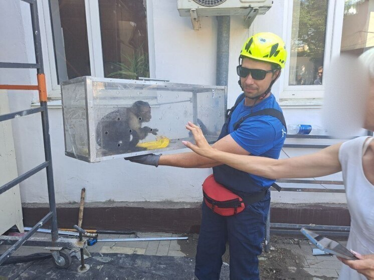 В Крыму поймали сбежавшую из зоопарка обезьяну Дуняшу