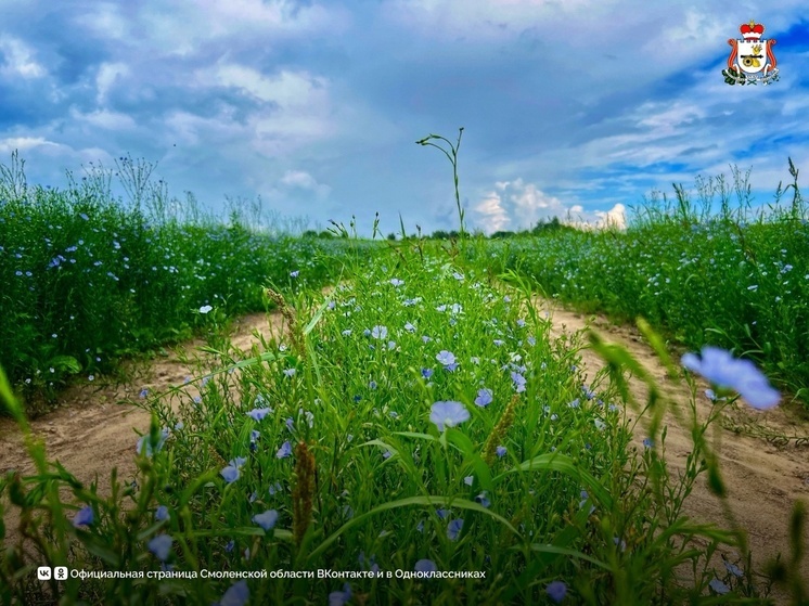 В Смоленской области бережно хранят традиции льноводства
