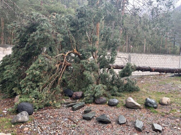 В КБР местный житель срубил сосну в национальном парке