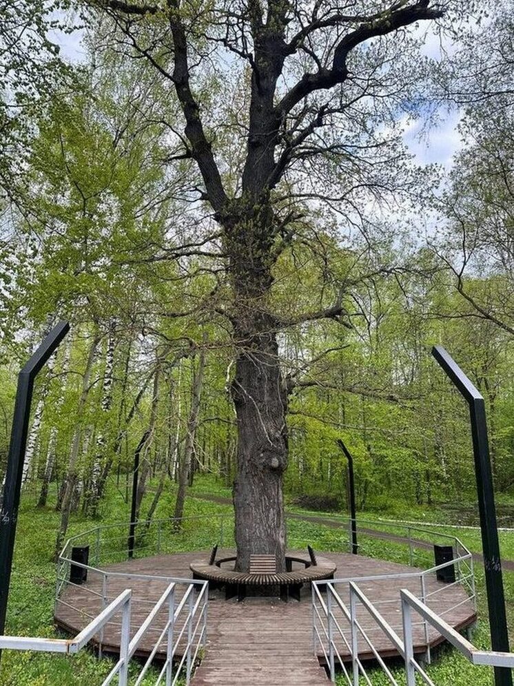 Шумерлинский дуб – в лидерах голосования «Дерево года». Нужна поддержка