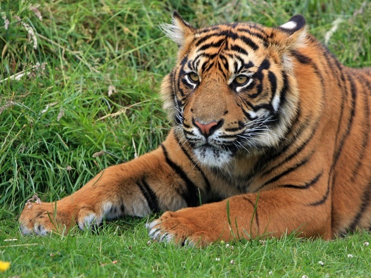 На трассе Приморья неизвестные сбили амурского тигра