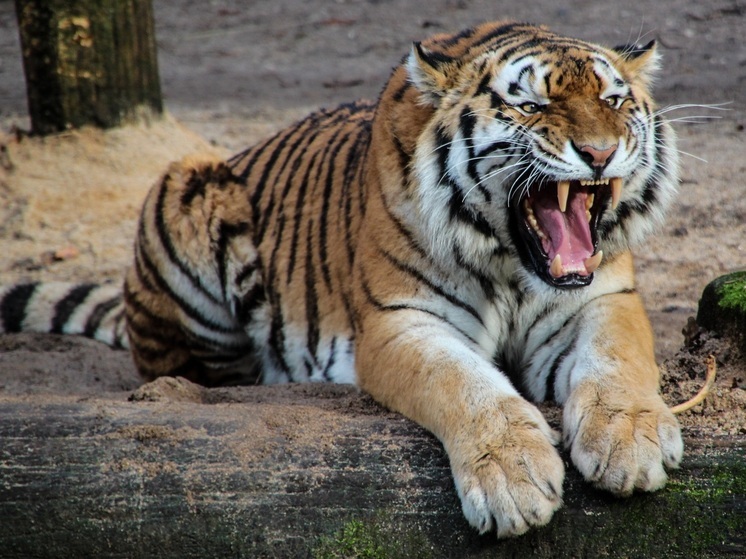 Полицейские Приморья рассказали о наказании за ДТП с тигром