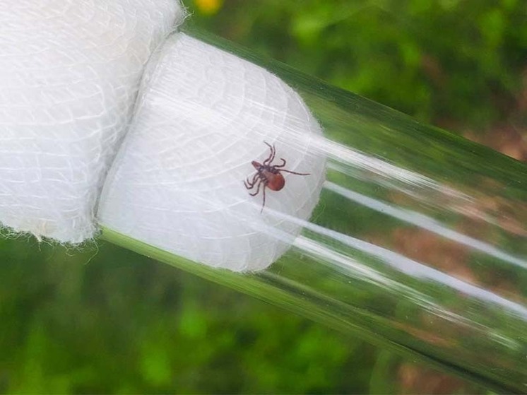 266 жителей Приангарья покусали клещи за неделю