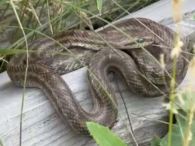  Жителям Хакасии напомнили о нападении змей на сенокосах и ночевках у костра