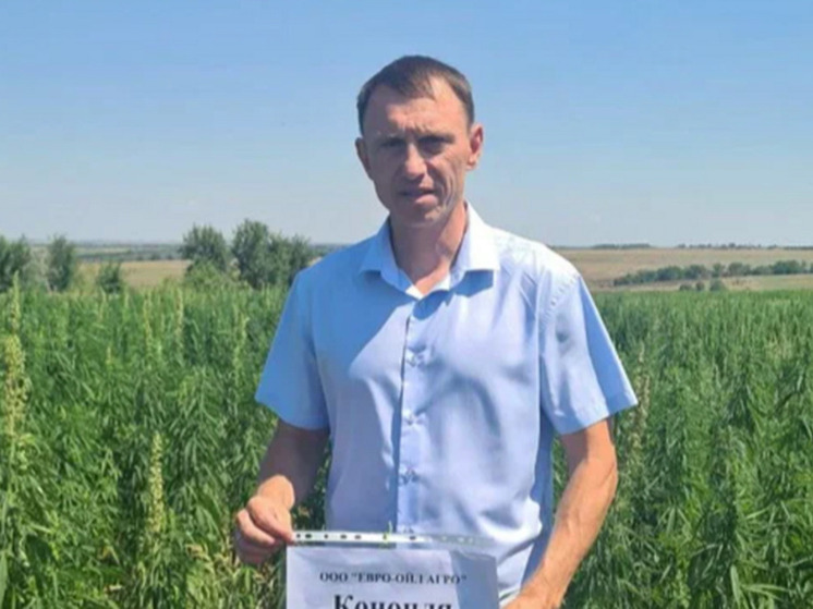 Аграрии Лутугинского района начали выращивать техническую коноплю