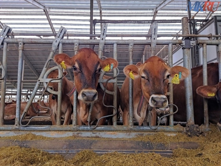 Калужская область увеличила производство молока на 7%