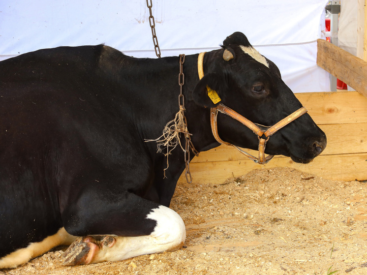 В Великобритании пожарные спасли четырех коров, увязших в зыбучих песках