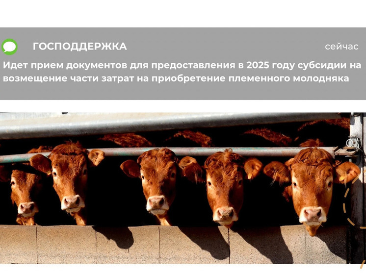 Смоленские аграрии могут получить субсидии на приобретение племенного молодняка