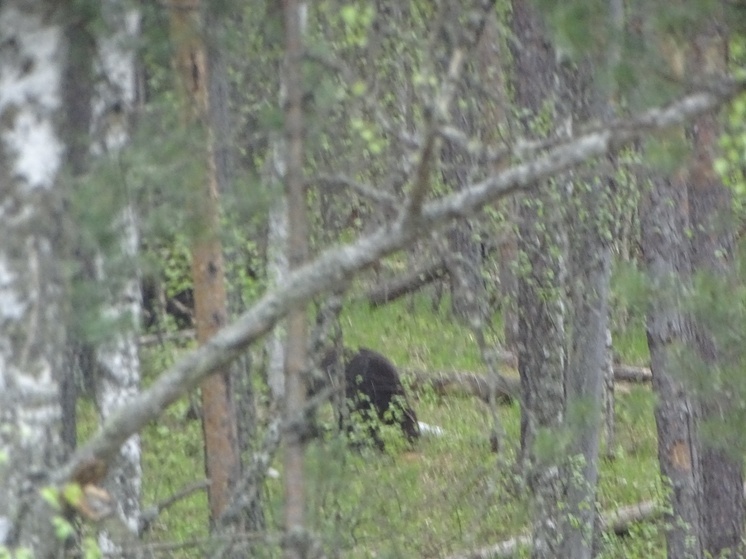 В Башкирском заповеднике насчитали 75 медведей