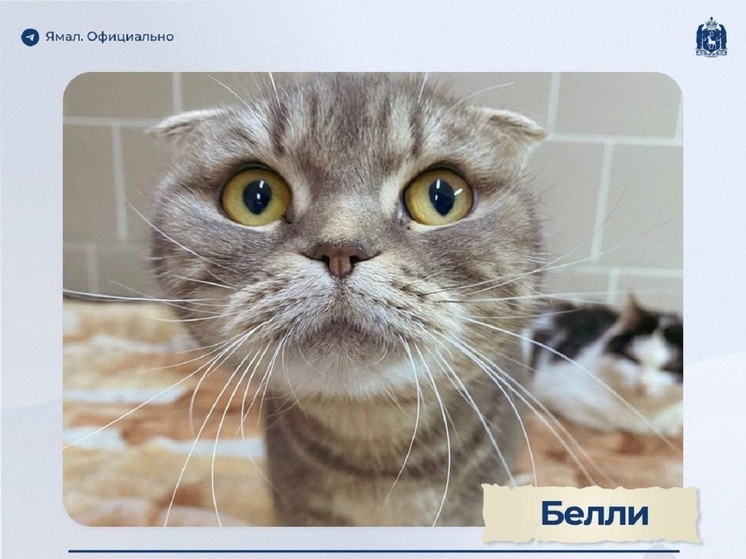 На Ямале 76 пушистиков нашли дом и опекунов по акции «Мой кот»