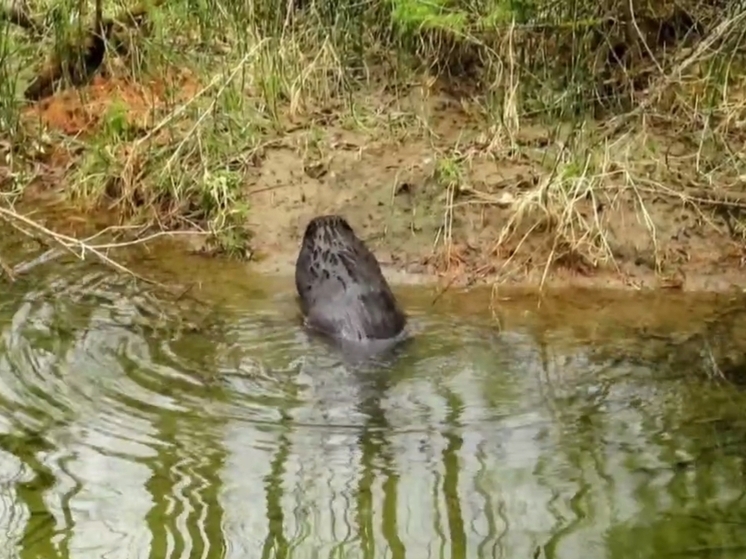 В заказнике «Позарым» заметили бобра среди бела дня
