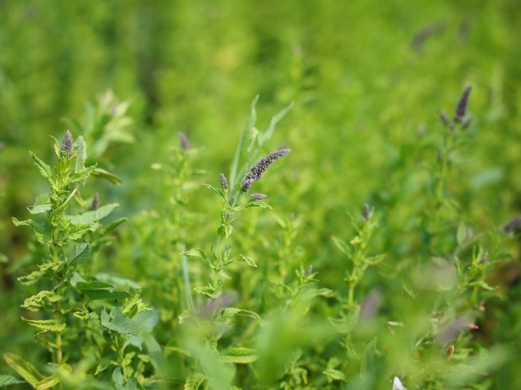 Астраханцев в воскресенье ожидают кратковременные осадки и до +32°C