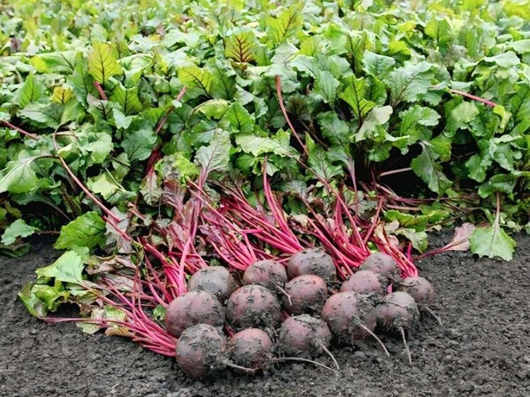 Аграрии Предгорья приступили к уборке моркови и свёклы