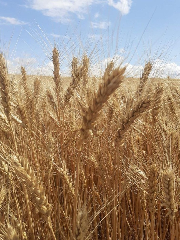 Что можно и нельзя делать 27 июля 2025 года: народные приметы в день Акила