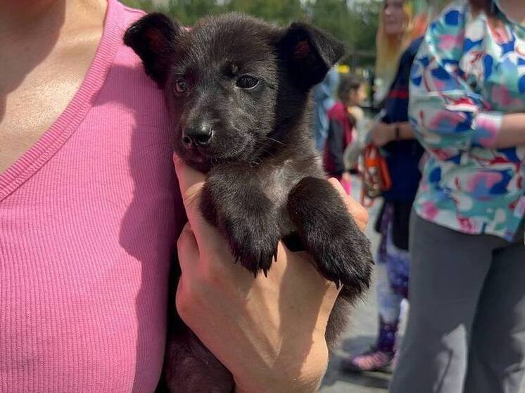 В Уфе фестиваль «Дай Лапу» перенесли на 3 августа