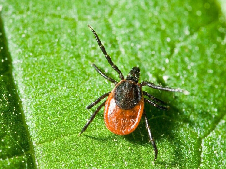 В Подмосковье зафиксировали первый случай клещевого энцефалита