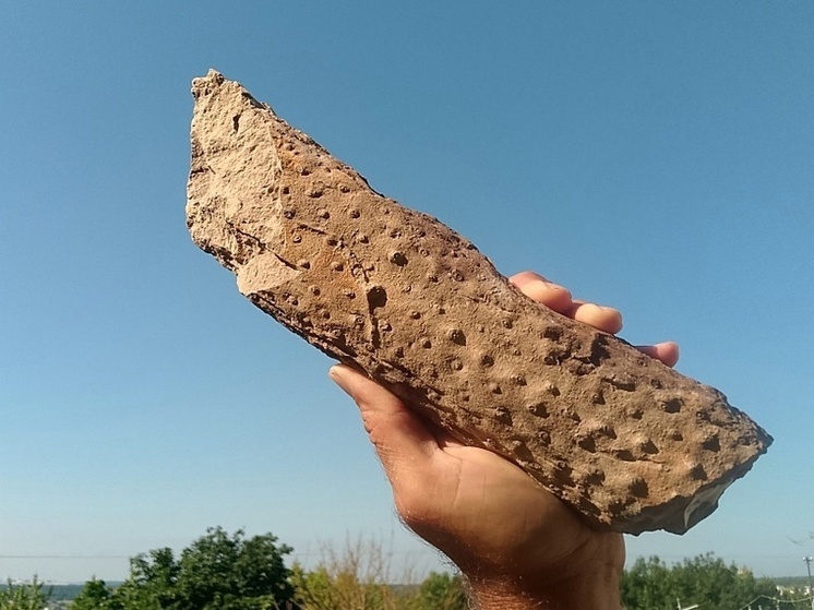 Калужские палеологи нашли корень растения, которому миллионы лет